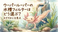 ウーパールーパーの水槽フィルターはどう選ぶ？おすすめと注意点
