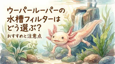 ウーパールーパーの水槽フィルターはどう選ぶ？おすすめと注意点