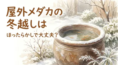 屋外メダカの冬越しはほったらかしで大丈夫？